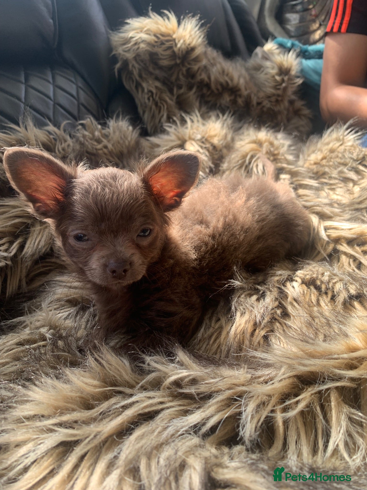 Chihuahua dogs Litter of chihuahua puppies ready to leave now  - Advert 9