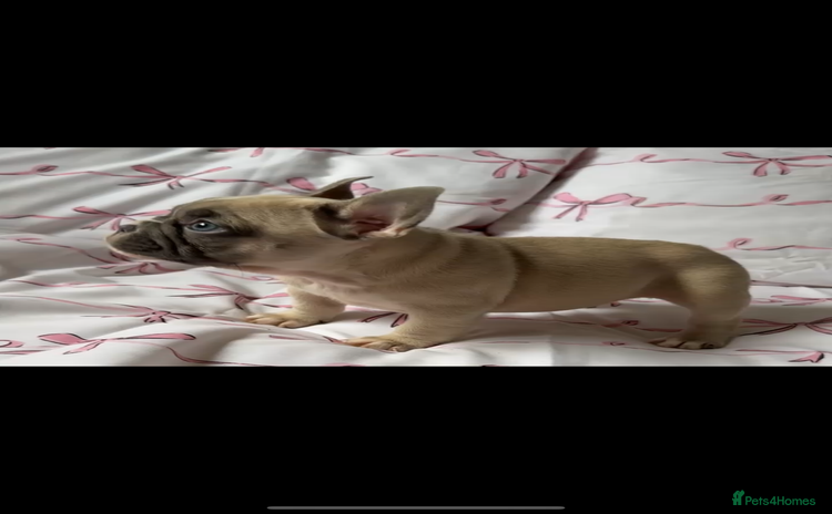 French Bulldog dogs - Advert 1