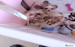 Mixed Breed dogs for sale: IMPERIAL SHITZU x POMERANIAN PUPS - Image 7