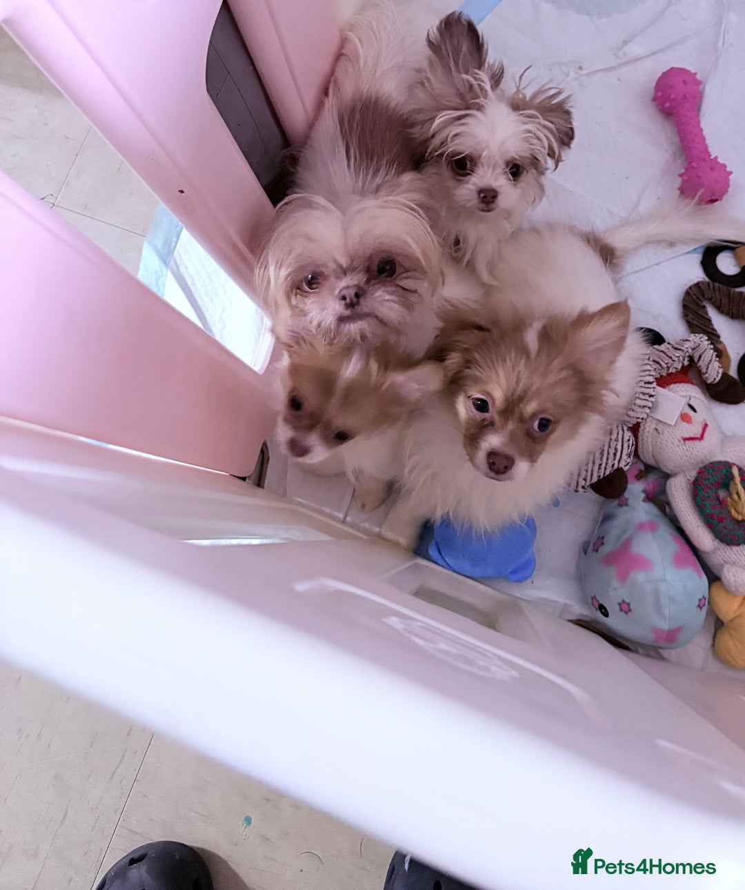 Mixed Breed dogs for sale: IMPERIAL SHITZU x POMERANIAN PUPS - Image 7
