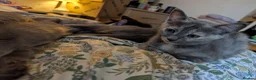 Mixed Breed cats for sale: Our Russian Dolls – Russian Blue × Ragdoll Kittens - Advert 10