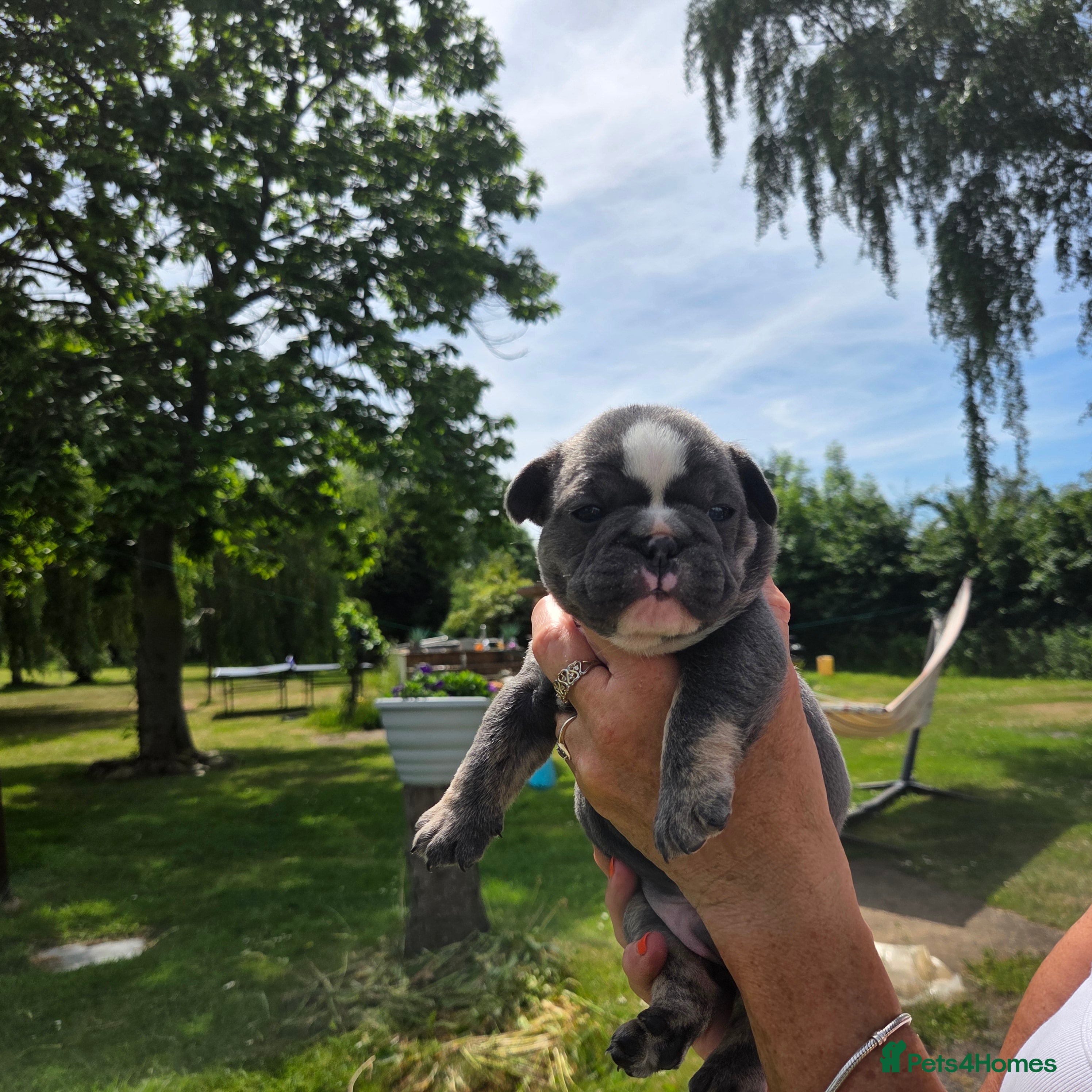 Mixed Breed dogs Stunning Merle French x English Bulldog puppies - Advert 1