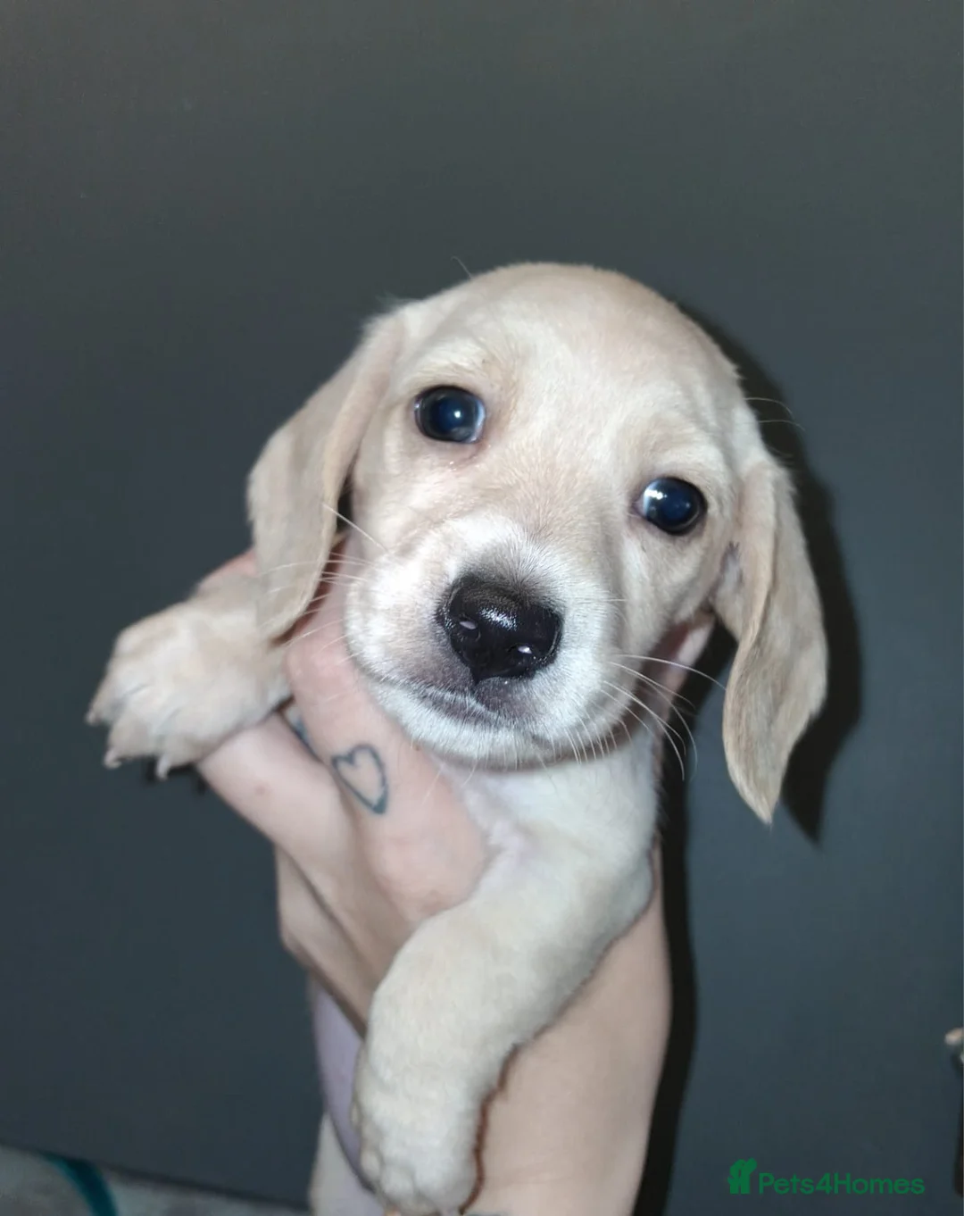 Dachshund dogs for sale: Kc Dachshund puppies - Advert 6