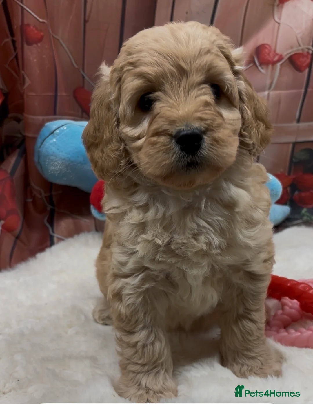 Cockapoo dogs for sale: Beautiful cockapoo  - Advert 7