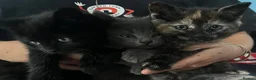 Mixed Breed cats for sale: Kittens  - Advert 3
