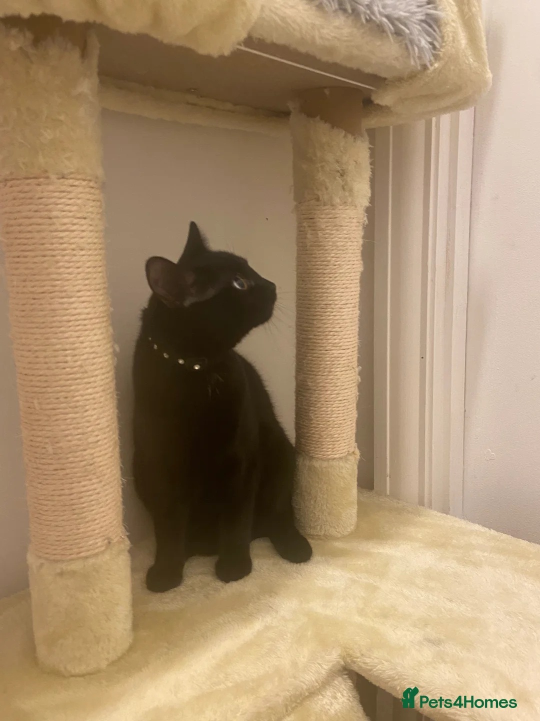 British Shorthair cats for sale: Beautiful Black kitten looking for forever home.  - Advert 7