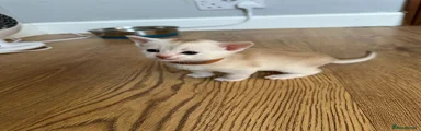Abyssinian 1