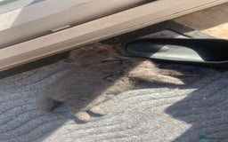 British Longhair cats for sale: Kittens for sale!! in Highbridge - Image 8