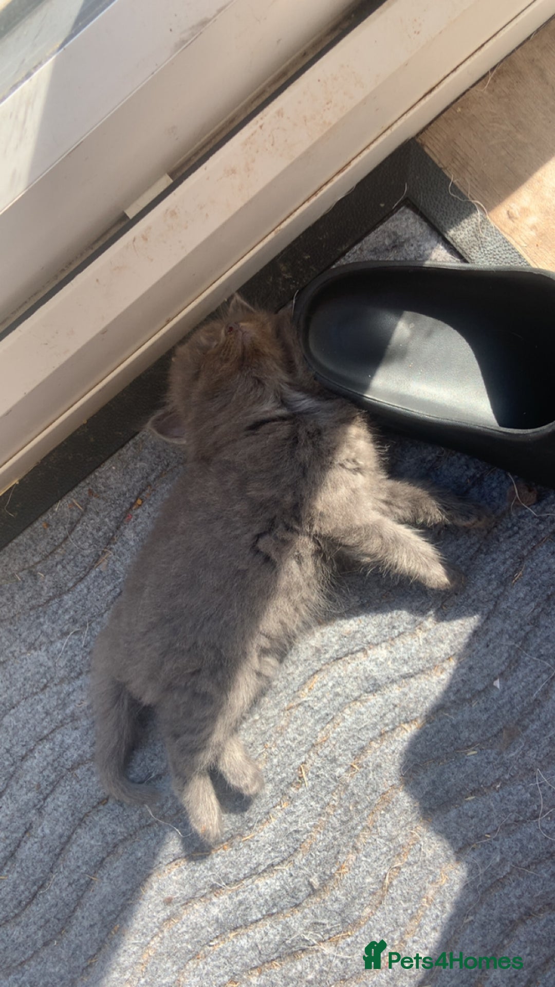 British Longhair cats for sale: Kittens for sale!! in Highbridge - Image 8