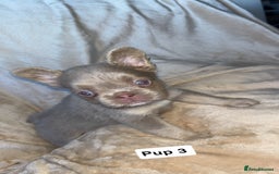 French Bulldog dogs for sale: Pure visual fluffy Frenchie’s  - Image 5