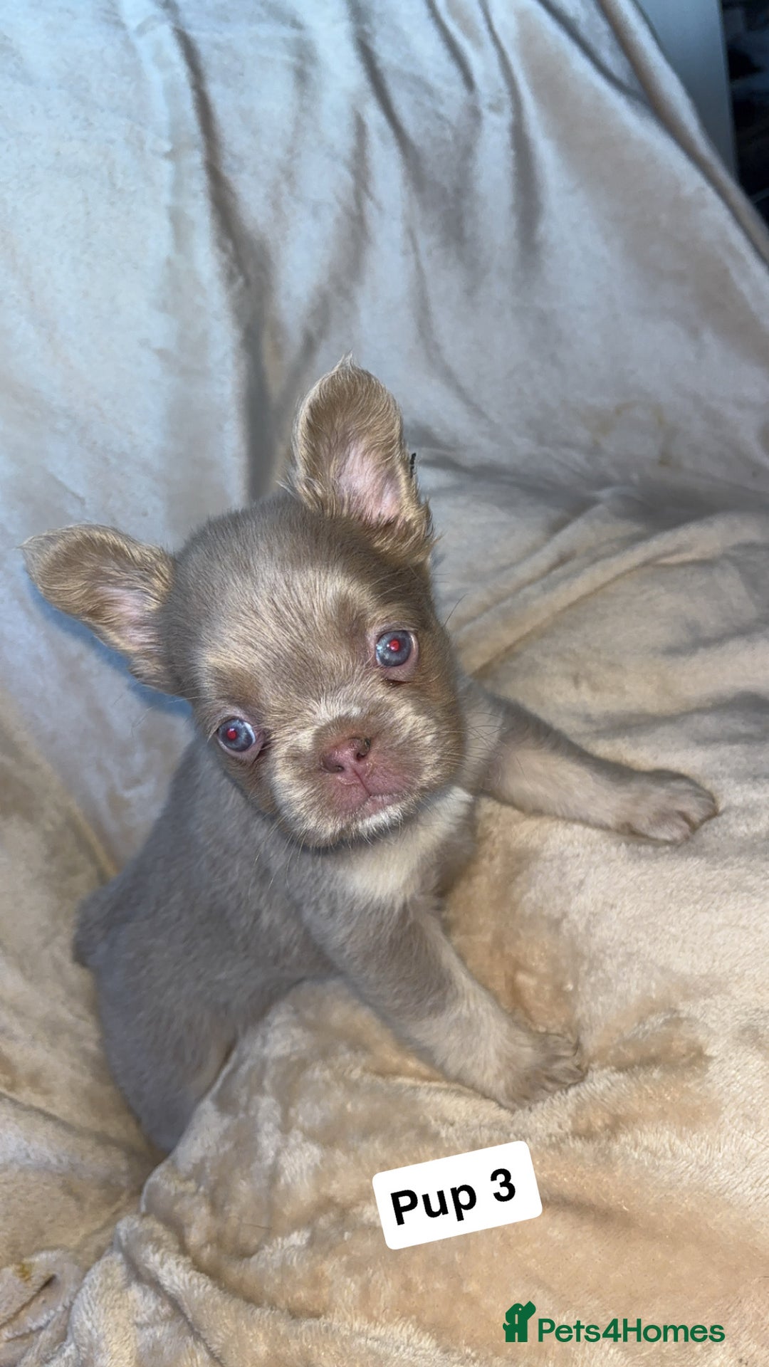 French Bulldog dogs for sale: Pure visual fluffy Frenchie’s  - Image 5