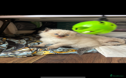 Ragdoll cats for sale: Ragdoll kittens - Image 40