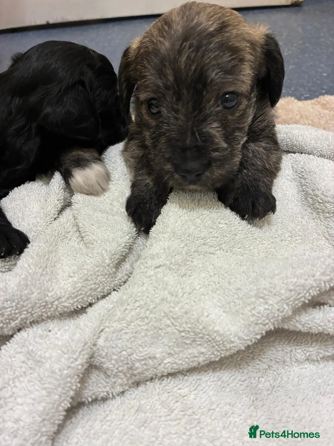 Jackapoo dogs for sale: Jackapoo for sale - Advert 2