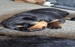 Rottweiler dogs for sale: Rottweiler puppies - Image 2