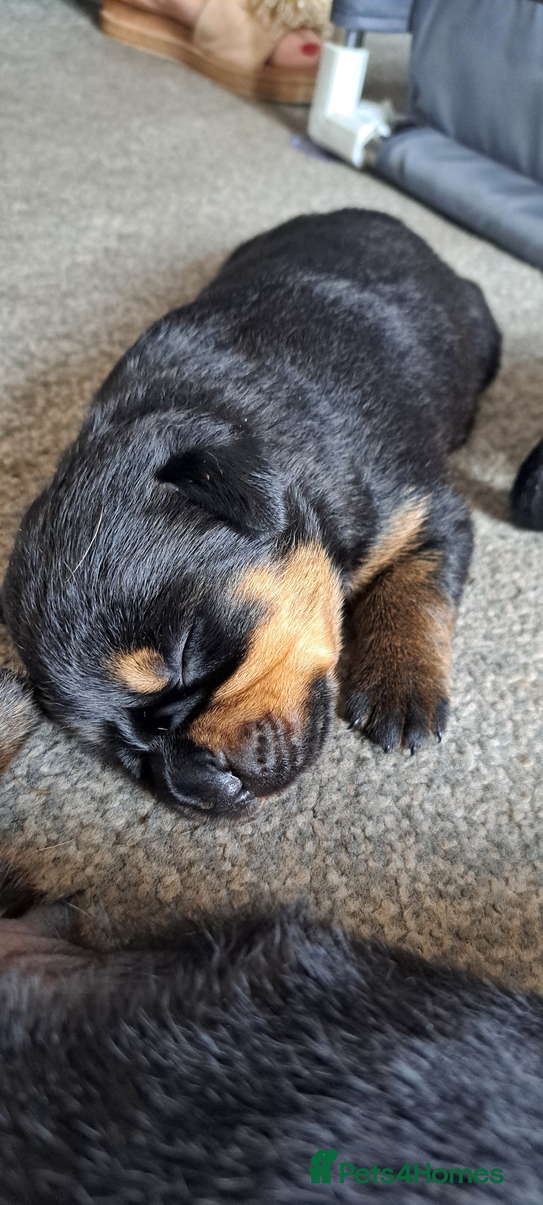 Rottweiler dogs for sale: Rottweiler puppies - Image 2