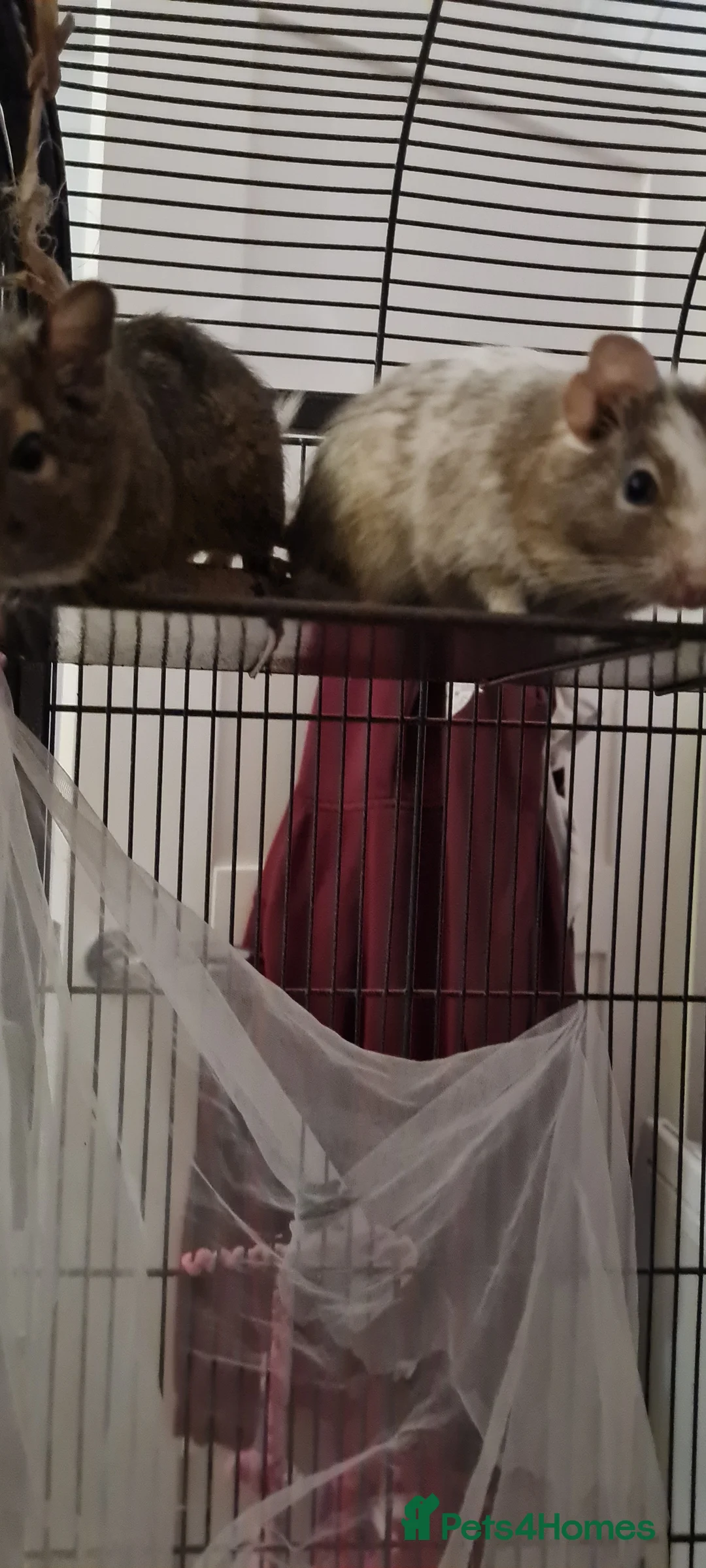 Degus rodents for sale: 3 young male Degus and whole cage set up for sale in Weymouth - Advert 8