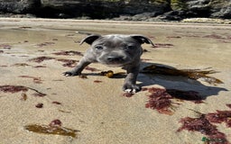 Staffordshire Bull Terrier dogs for sale: Breed Standard Blue SBT Girl - Image 2
