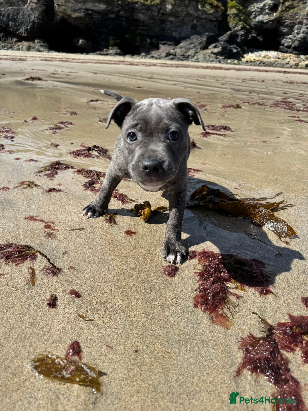 Staffordshire Bull Terrier dogs for sale: Breed Standard Blue SBT Girl - Image 2
