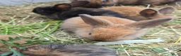 Mixed Breed rabbits for sale: 4 Hazel brown baby rabbits - Advert 4