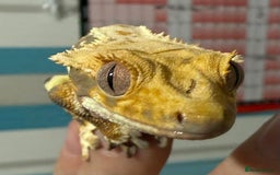 Gecko reptiles for sale: Lilywhite Crested Geckos  - Image 1