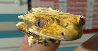 Gecko reptiles - Advert 13