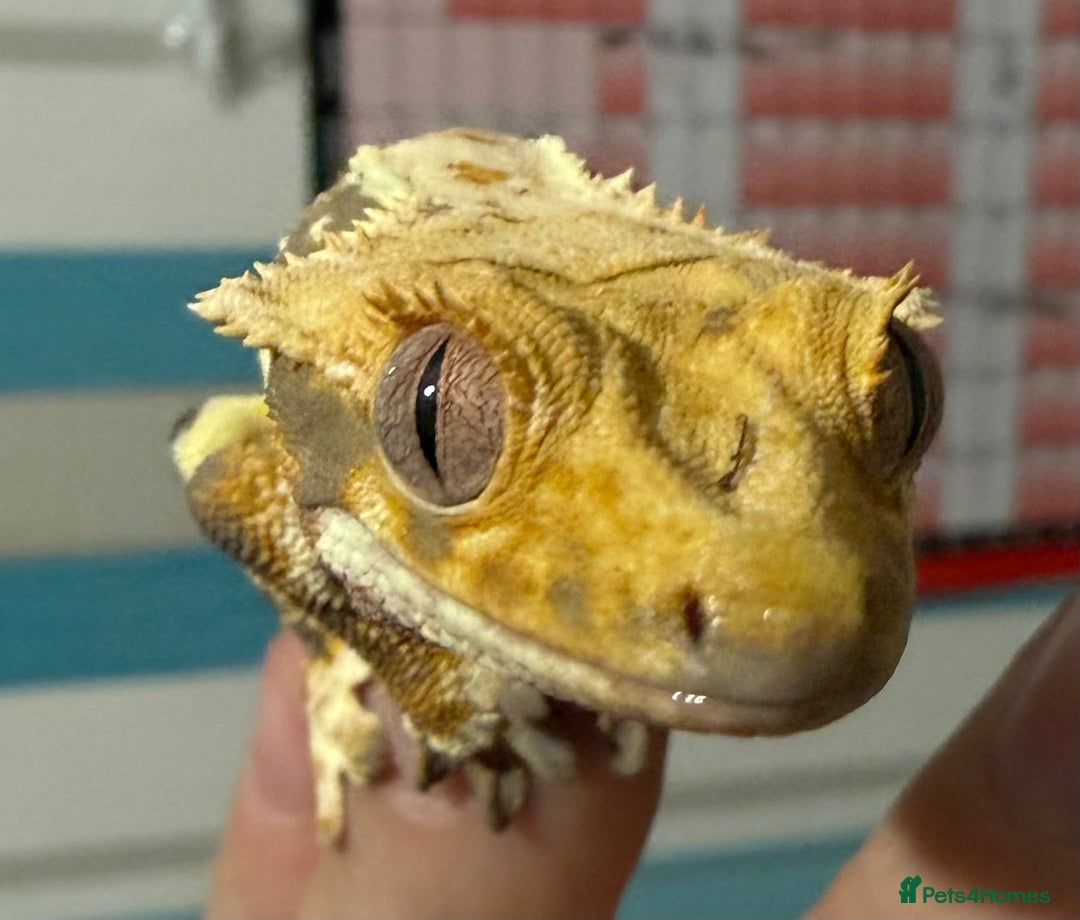 Gecko reptiles for sale: Lilywhite Crested Geckos  - Image 1