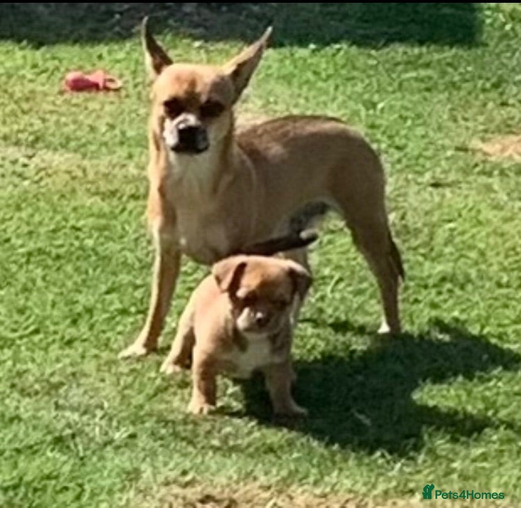 Chihuahua dogs Chihuahua 1 short haired beautiful boy - Advert 5