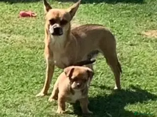 Chihuahua dogs Chihuahua 1 short haired beautiful boy - Advert 5