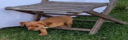 Cocker Spaniel dogs for sale: KC registered working cocker spaniel boys in Okehampton - Advert 5