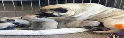 Pug dogs for sale: Quietly sleeping pug - Advert 1