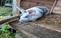 Mixed Breed rabbits for sale: Female rabbit  - Image 3
