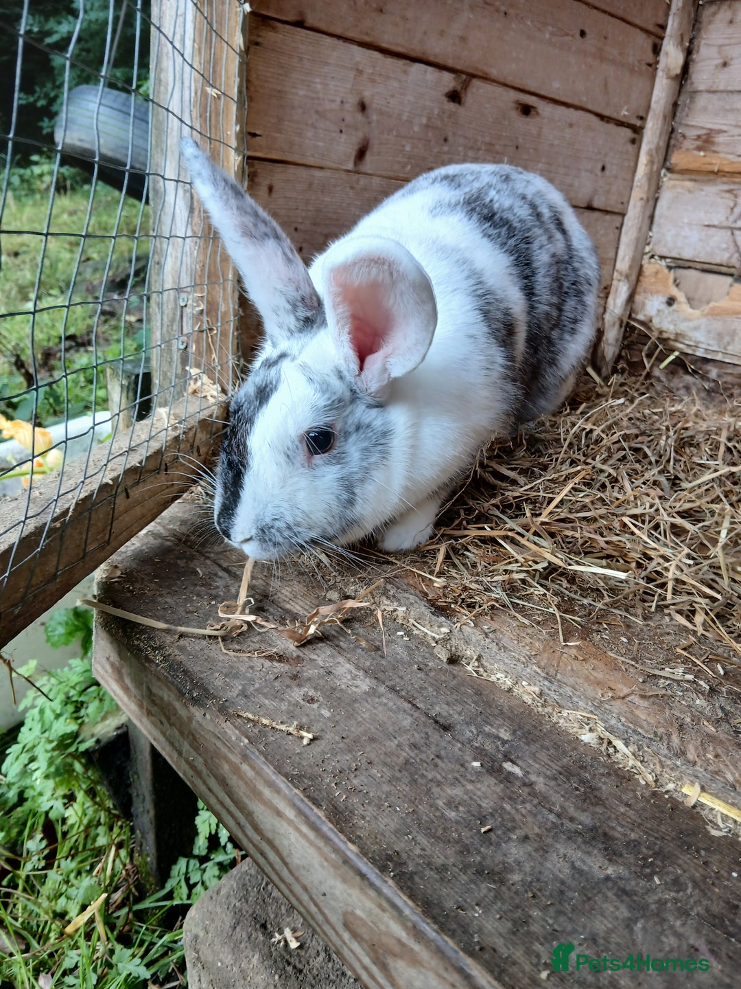 Mixed Breed rabbits for sale: Female rabbit  - Image 3