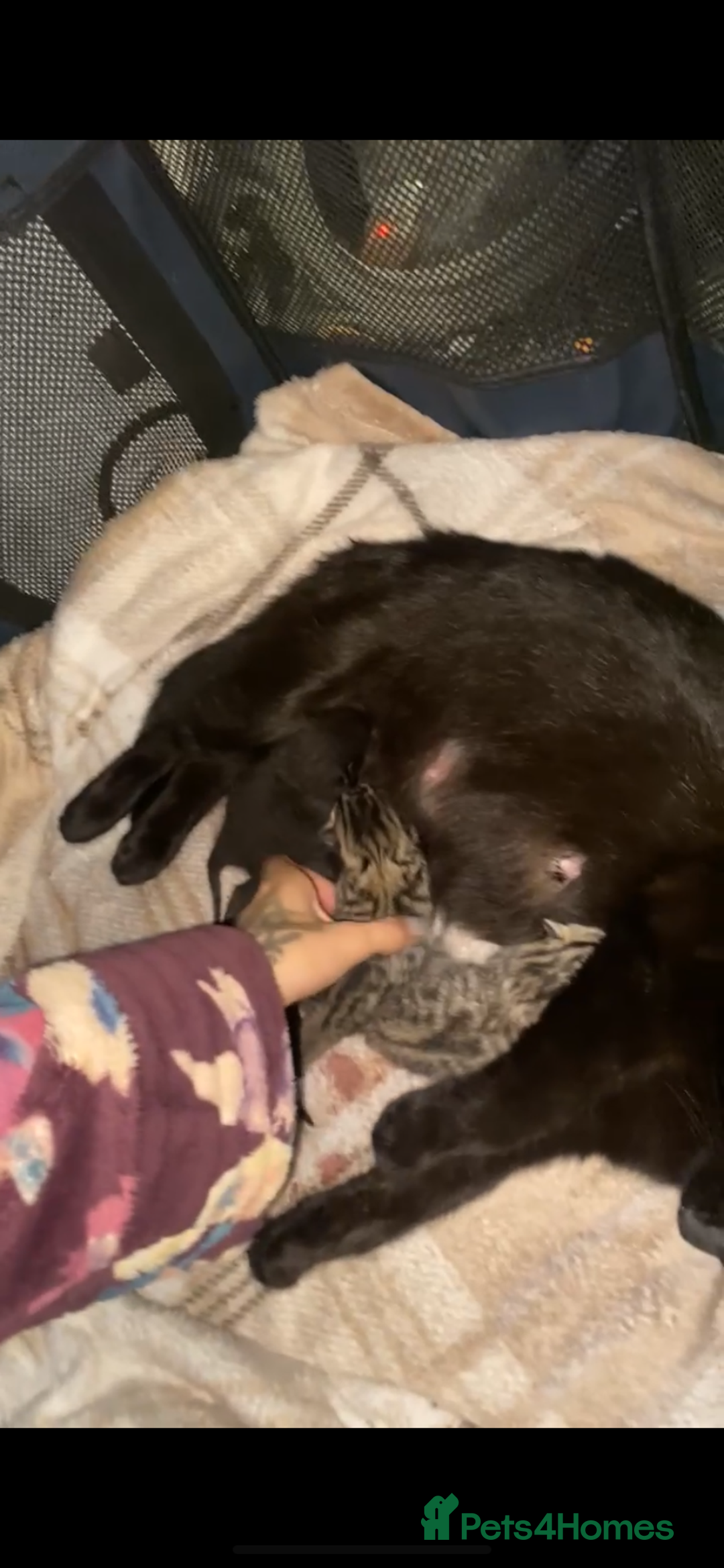 Mixed Breed cats for sale: Adorable kittens forsale  - Image 6