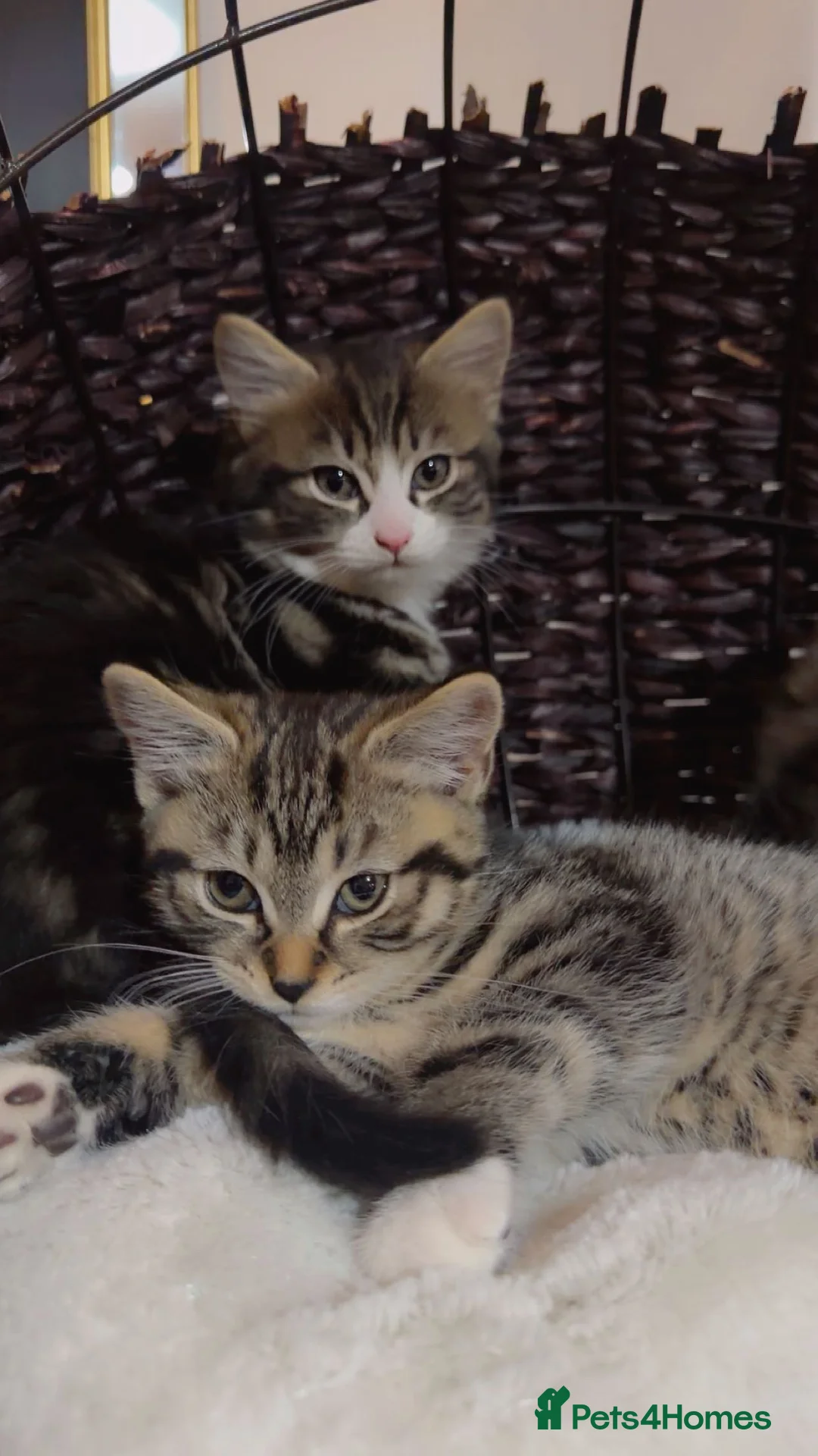 British Shorthair cats for sale: Kitten  - Advert 20