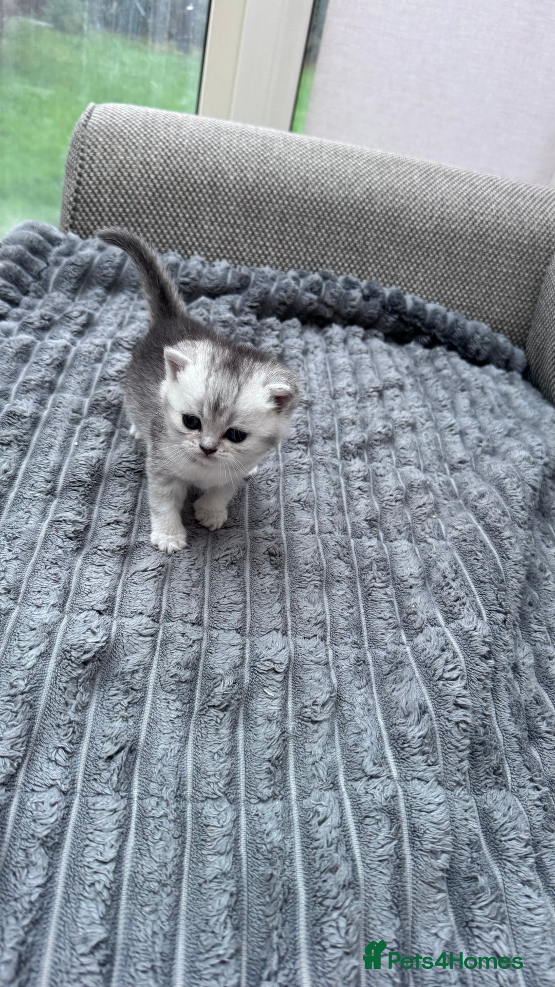 British Shorthair cats for sale: Kitty  - Image 6