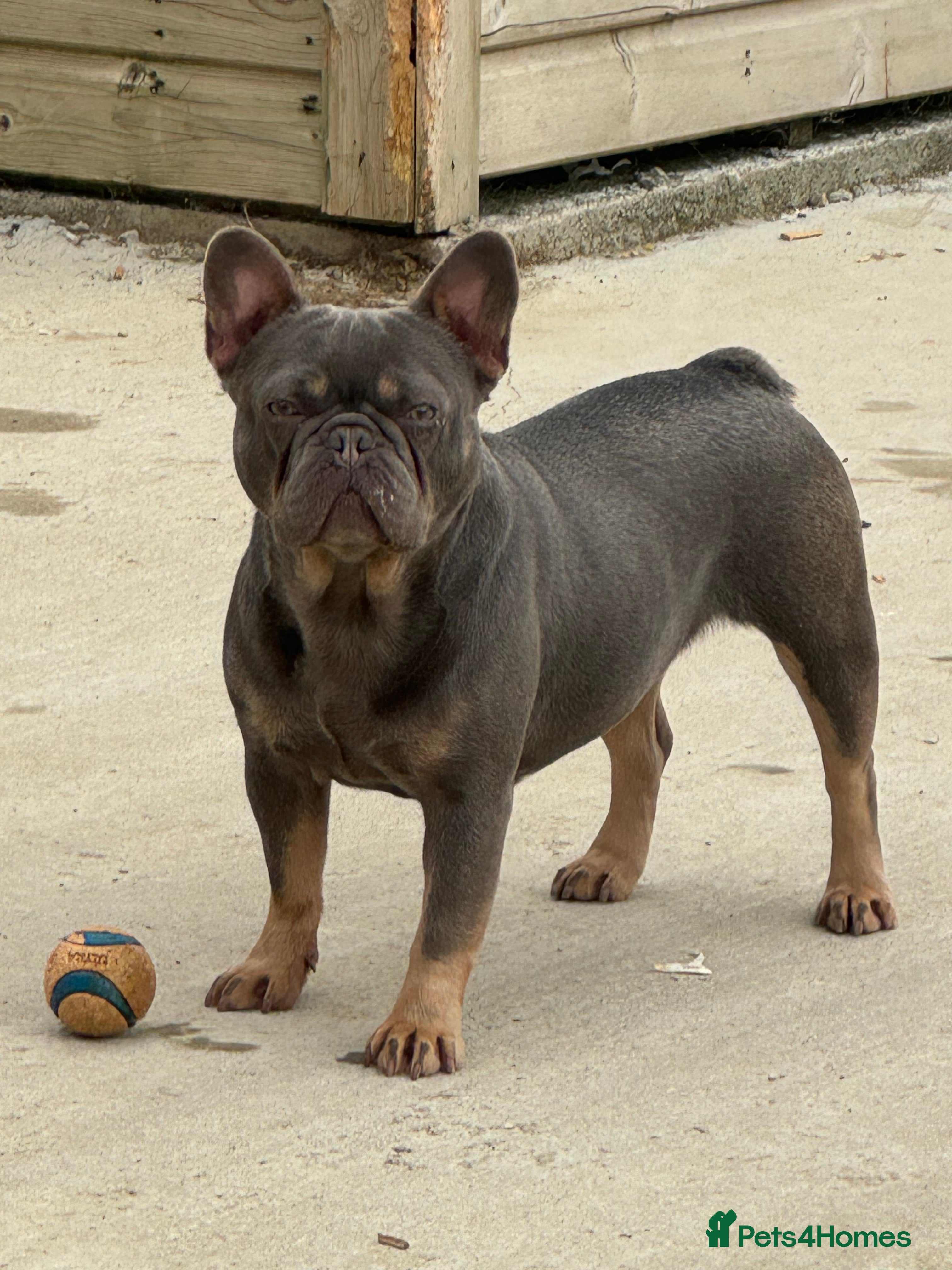 French Bulldog dogs French bulldog adult girl for new home - Advert 1