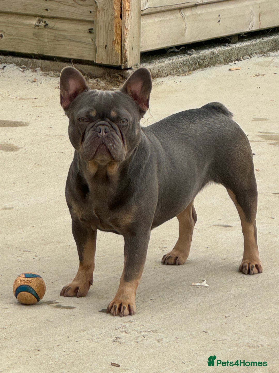 French Bulldog dogs for sale: French bulldog adult girl for new home - Advert 1