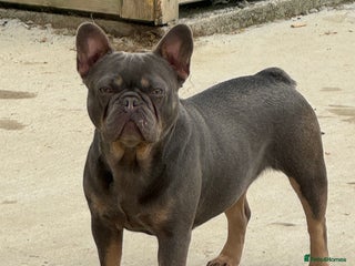 French Bulldog dogs French bulldog adult girl for new home - Advert 15