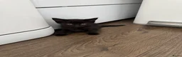 Mixed Breed cats for sale: Beautiful Fur Babies. in Basildon - Advert 4