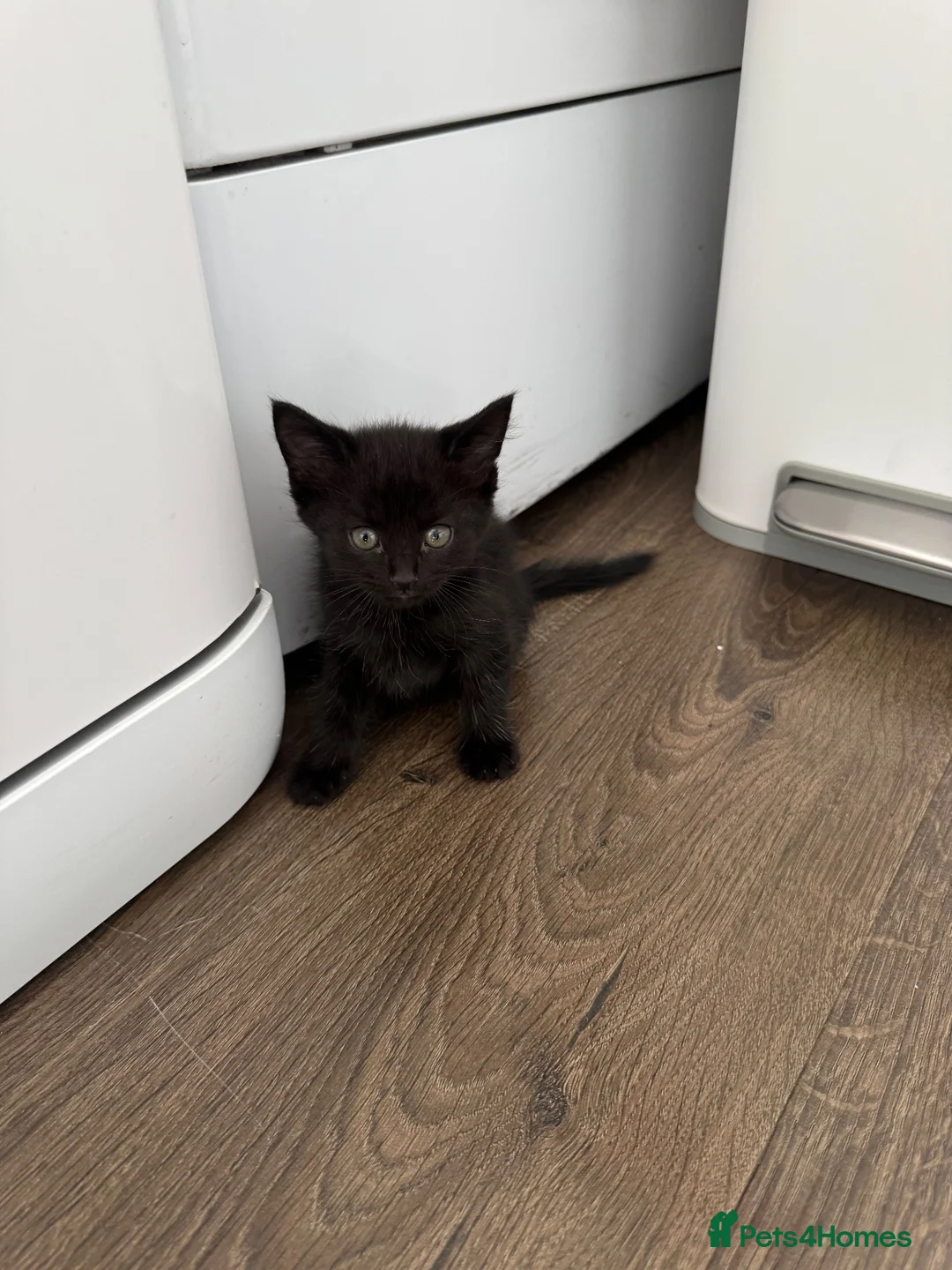 Mixed Breed cats for sale: Beautiful Fur Babies. in Basildon - Advert 4