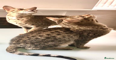 Savannah cats - Advert 7