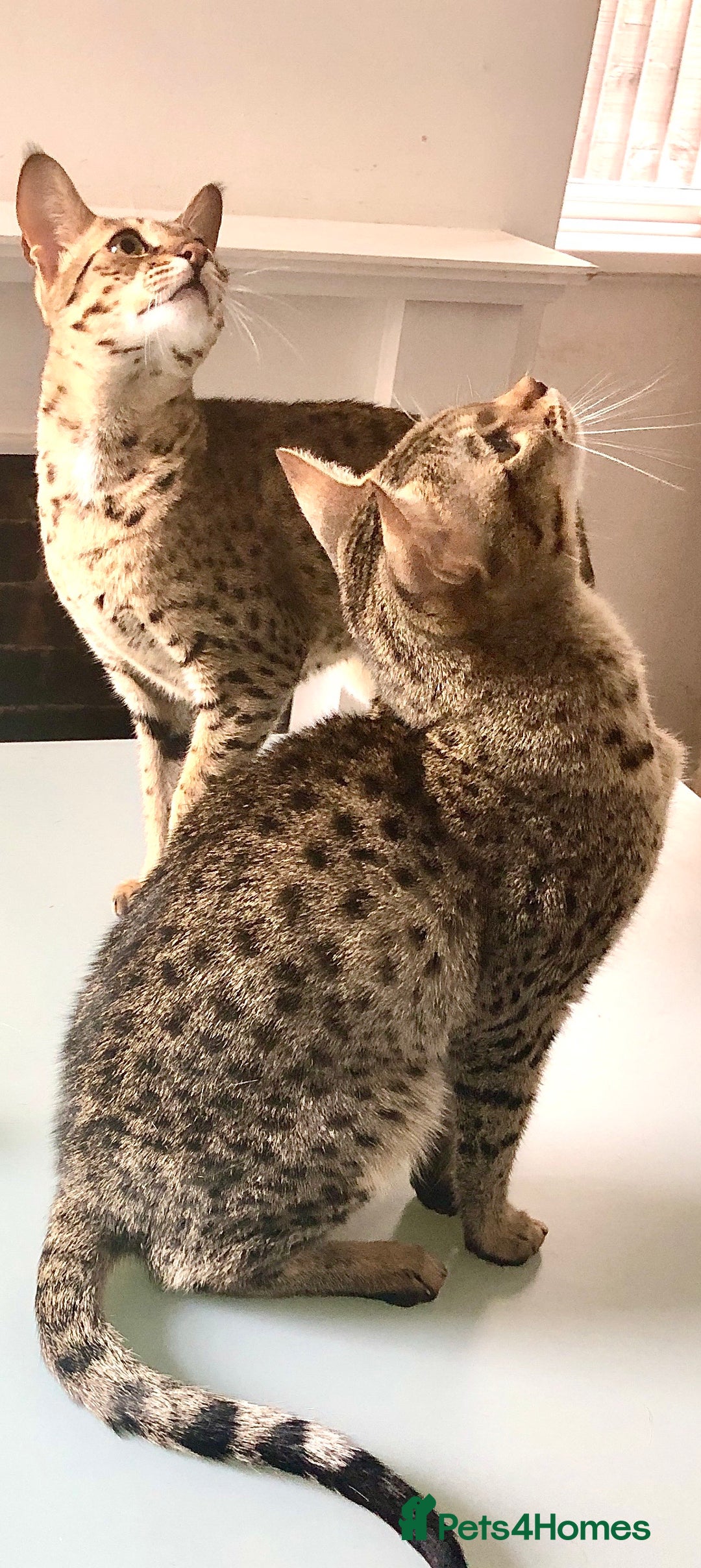 Savannah cats for sale: F3 girls  - Image 3