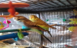 Budgerigars birds for sale: Beautiful baby budgies  - Image 5