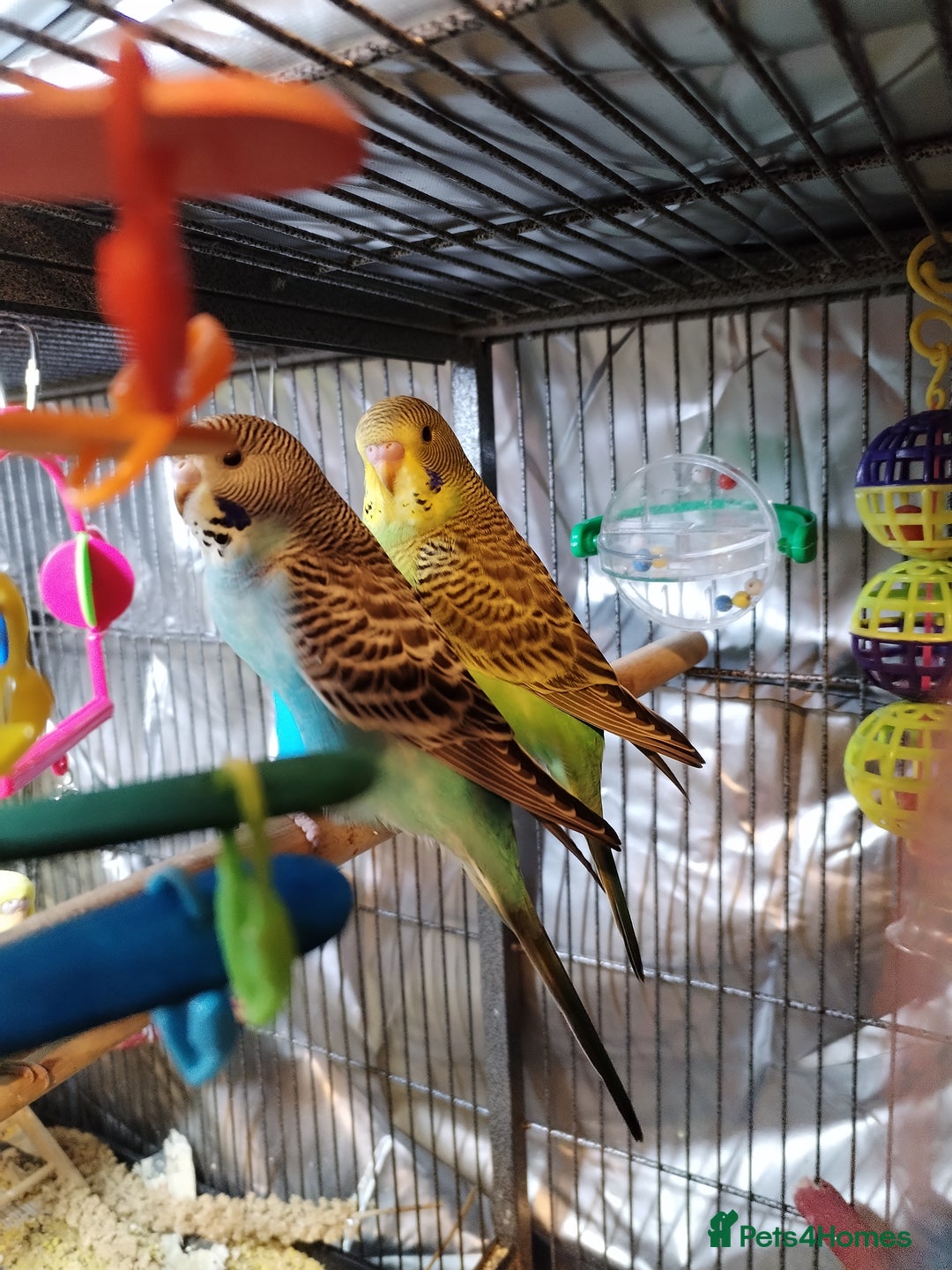 Budgerigars birds for sale: Beautiful baby budgies  - Image 5