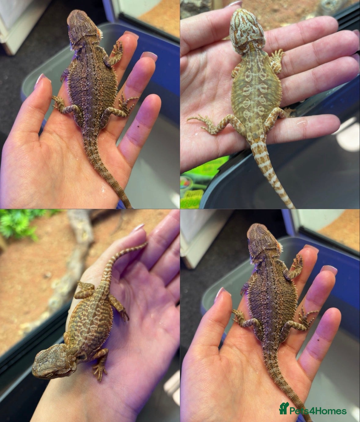 Bearded Dragon reptiles mixed morph bearded dragon  - Advert 1