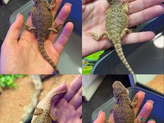 Bearded Dragon reptiles mixed morph bearded dragon - Advert 1