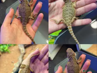 Bearded Dragon reptiles mixed morph bearded dragon - Advert 2