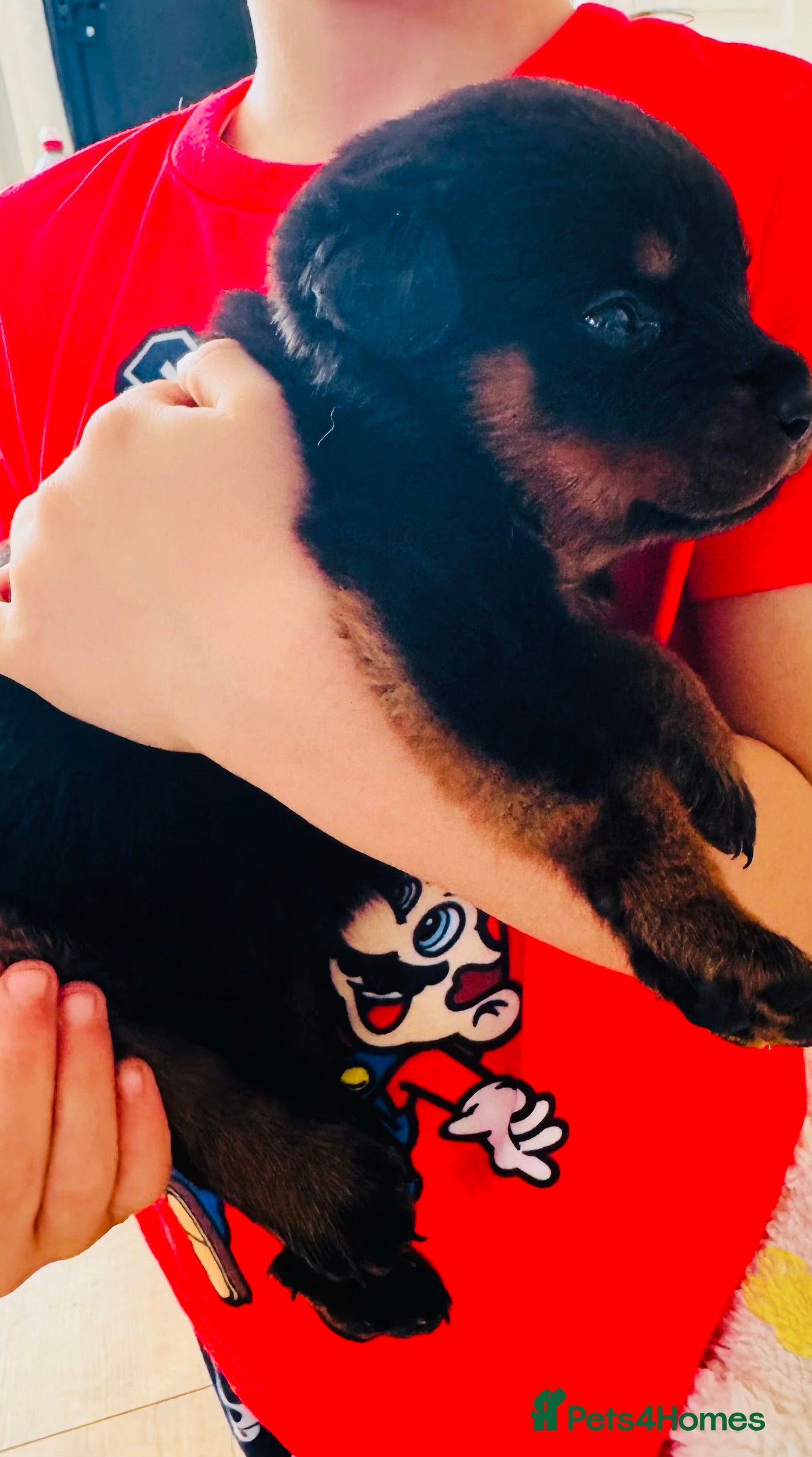 Rottweiler Puppy 9 ( yellow collar )