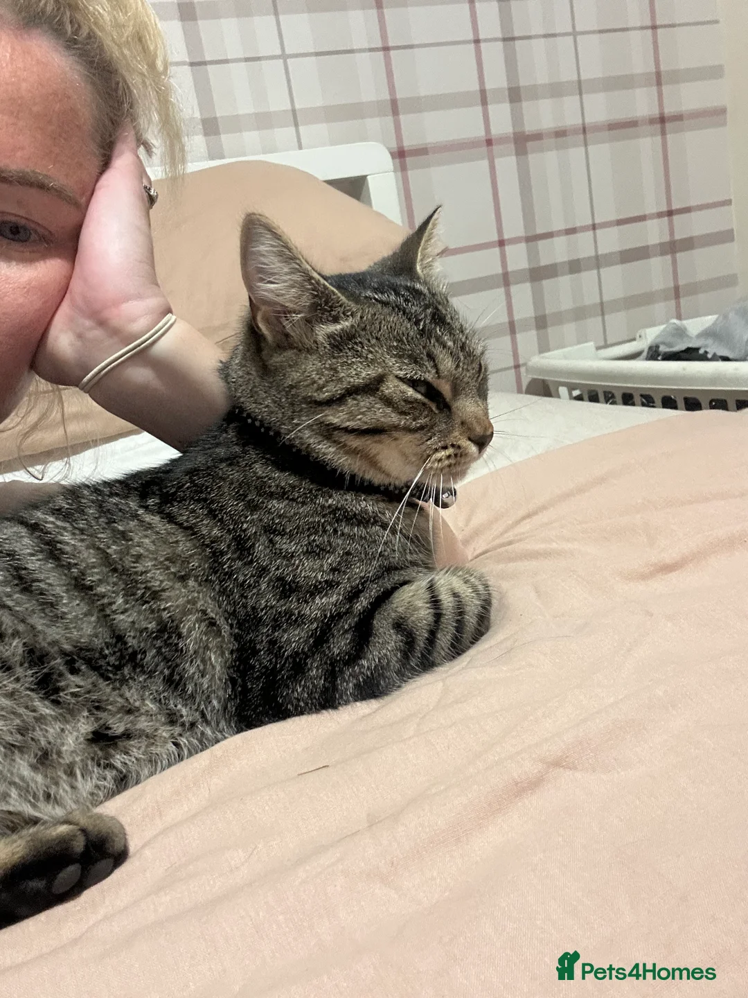 Mixed Breed cats for sale: Female Cat - Advert 1