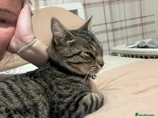 Mixed Breed cats Female Cat - Advert 6